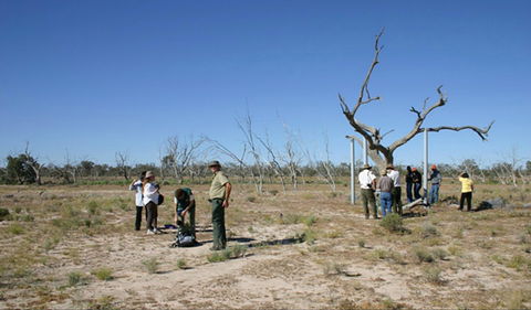 Sturt's Tree Walk - Gold Coast 4U 0