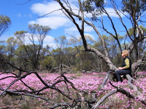 Talgomine Reserve - Accommodation Gold Coast 1