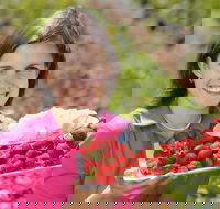 The Super Strawberry - Accommodation Gold Coast