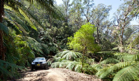 Wadbilliga Road Drive - Accommodation Gold Coast 0
