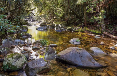 Washpool Walking Track - Accommodation Gold Coast 0