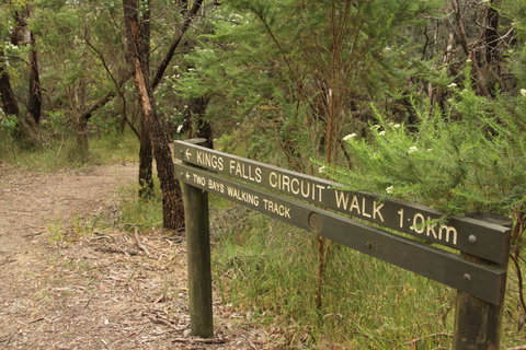 Waterfall Gully - Kings Falls Circuit Walk - Accommodation Gold Coast 0