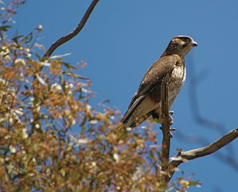 Woodlands Historic Park - Accommodation Gold Coast 1