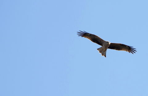Yanga Lake Red Gum Bird Hide - 1 Gold Coast 0