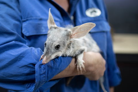 9 Day Outback Adventure - 1 Gold Coast 0