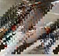 Bronze Bill the Bastard Australia's Greatest War Horse - Accommodation Gold Coast