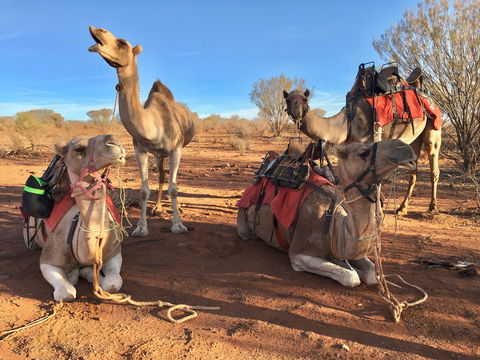 Broken Hill Camels - Gold Coast 4U 1