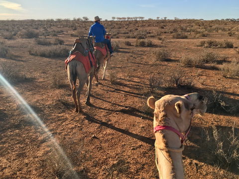 Broken Hill Camels - Gold Coast 4U 2