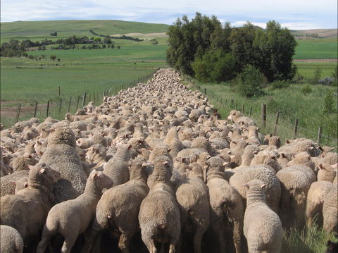 Curringa Farm - Accommodation And Farm Tours - Accommodation Gold Coast 0