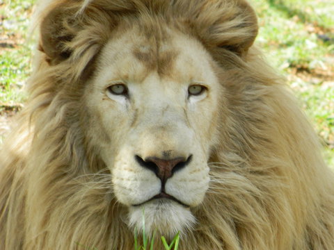 Darling Downs Zoo - Accommodation Gold Coast 0