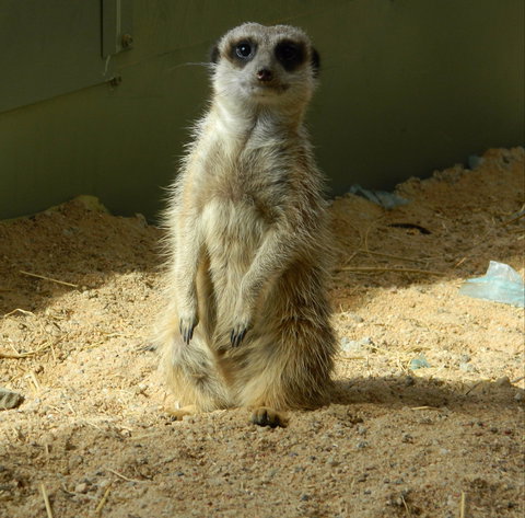 Darling Downs Zoo - Accommodation Gold Coast 1