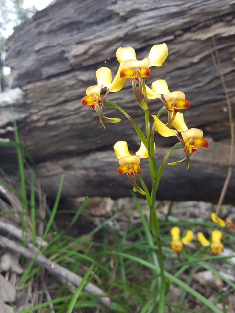Dawn Atwell Nature Reserve - Accommodation Gold Coast 0