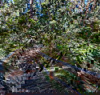 Dawson River Walking Track - 1 Gold Coast