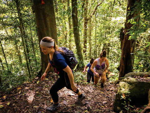 Devils Thumb (Manjal Jimalji) Trail - Accommodation Gold Coast 0