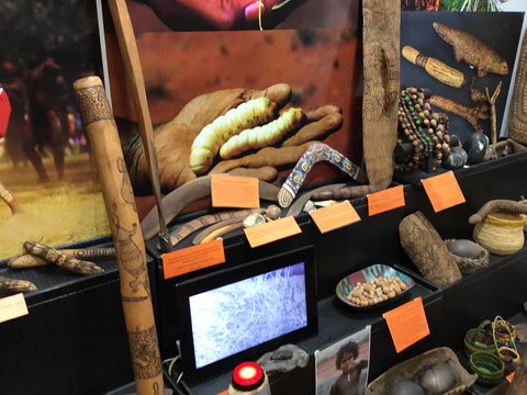 Dingo Dreaming - Accommodation Gold Coast 1