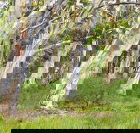 Freshwater track - Gold Coast 4U