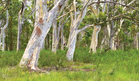 Freshwater Track - Accommodation Gold Coast 0