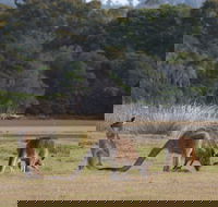 Great Nature Trail - Accommodation Gold Coast