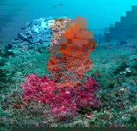 HMAS Brisbane Dive Site - Accommodation Gold Coast