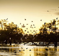 Kinchega Homestead Billabong Walk - Accommodation Gold Coast