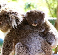 Koala Conservation Reserve - Accommodation Gold Coast