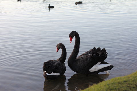 Lake Weeroona - Accommodation Gold Coast 1
