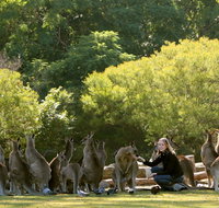 Lone Pine Koala Sanctuary - Accommodation Gold Coast