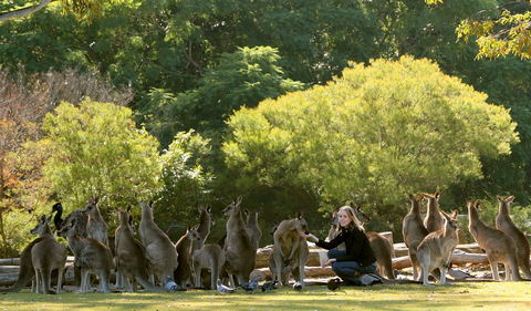 Lone Pine Koala Sanctuary - Accommodation Gold Coast 0