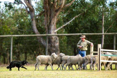 Lone Pine Koala Sanctuary - Accommodation Gold Coast 2