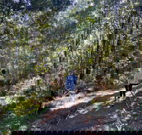 Lyrebird Circuit Walk - Accommodation Gold Coast