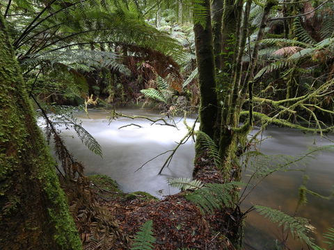 Marriotts Falls And Junee Caves - Accommodation Gold Coast 0