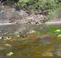 Mount Boss State Forest - 1 Gold Coast