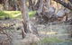 Nyah Vinifera Park - thumb 0