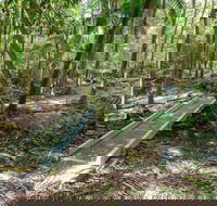 Old Bottlebutt - 1 Gold Coast