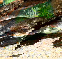 Platypus House - Accommodation Gold Coast