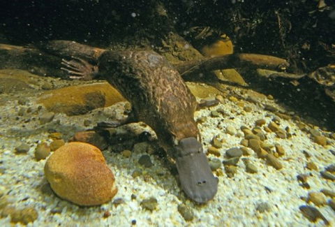 Platypus Pool - 1 Gold Coast 0