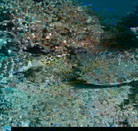 Round Bommie - Accommodation Gold Coast