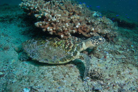 Round Bommie - Accommodation Gold Coast 0