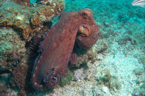 Round Bommie - Accommodation Gold Coast 1