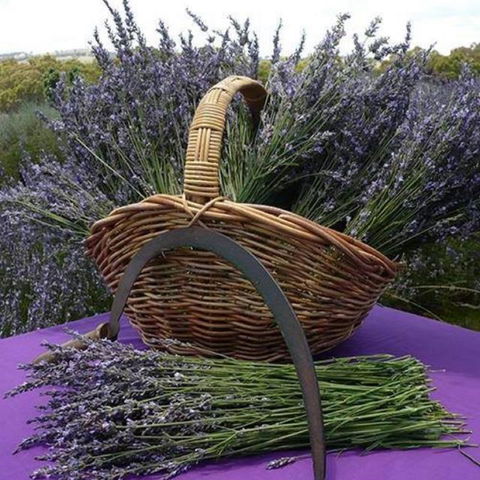 Rustique Lavender Farm - Accommodation Gold Coast 0