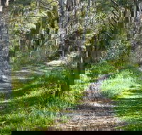 Stoodley Forest Walk and Arboretum - Accommodation Gold Coast