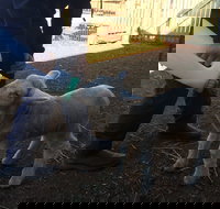 Taralga Wildlife Park - Accommodation Gold Coast