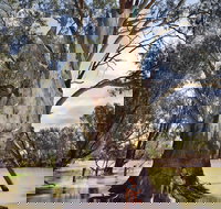 The Big Tree - Accommodation Gold Coast