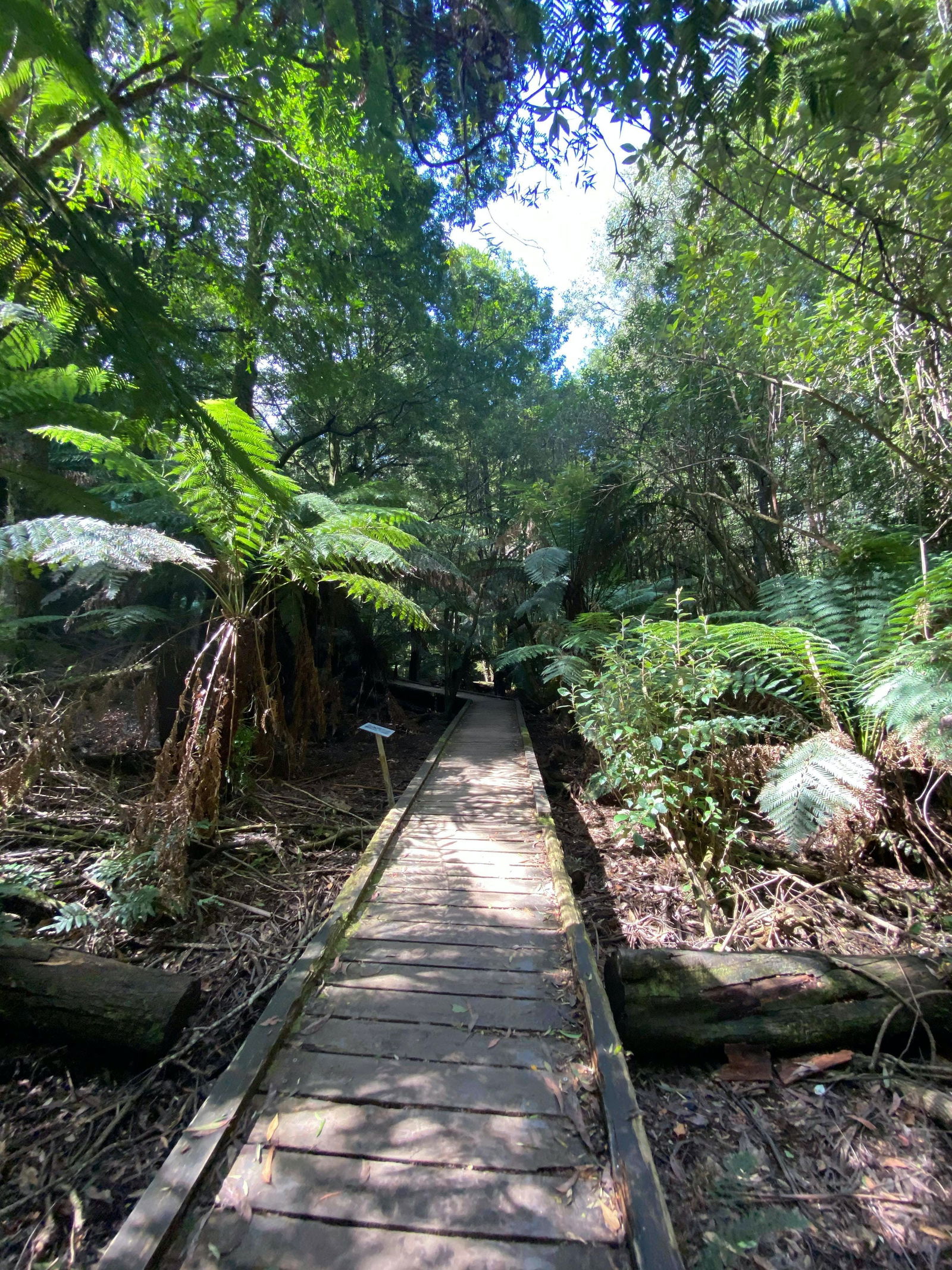 Toolangi VIC Accommodation Gold Coast