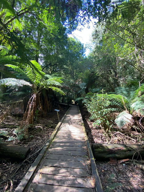 Wirrawilla Rainforest Walk - Accommodation Gold Coast 0