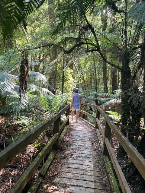 Wirrawilla Rainforest Walk - Accommodation Gold Coast 2