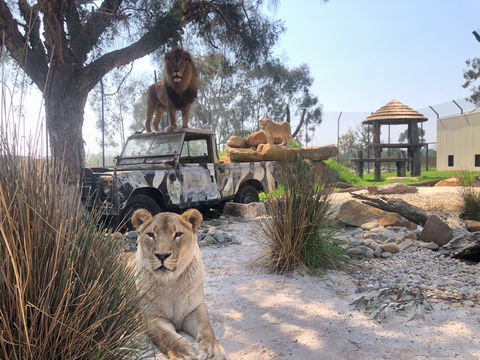 Zambi Wildlife Retreat - Accommodation Gold Coast 0