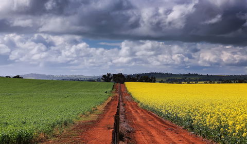 Canola Trail - Gold Coast 4U 1