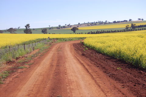 Canola Trail - Gold Coast 4U 2