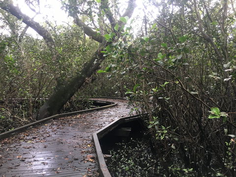 Carole Green Walkway - John Oxley Reserve - Accommodation Gold Coast 0